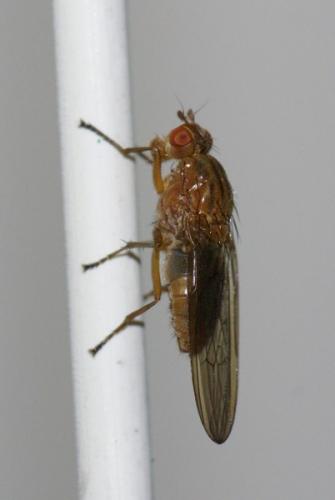 Dryomyza flaveola